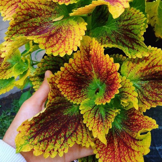 Tanaman Miana Premium Sultan ID Bara Asmara Miana Sultan Jombang