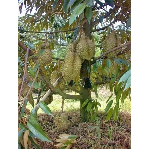 Bibit Durian Musang King Kaki 3