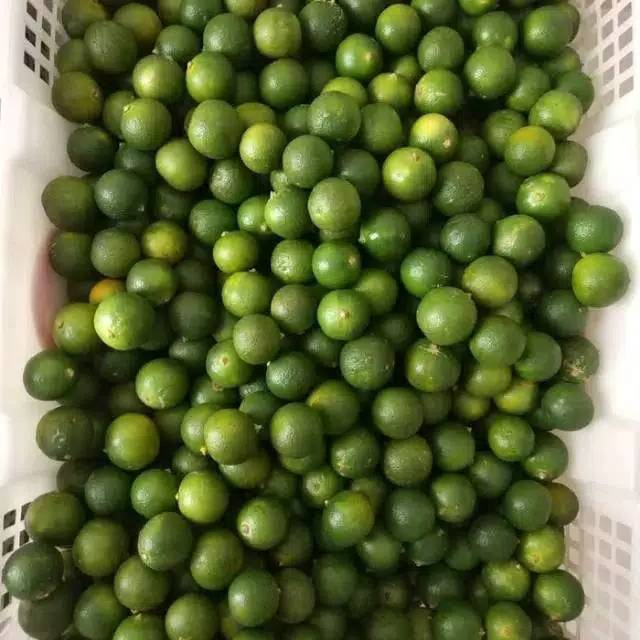 

Jeruk kunci / jeruk son kit / jeruk kit / kasturi / kalamansi / lemoncui / jeruk kip / kiet na fresh