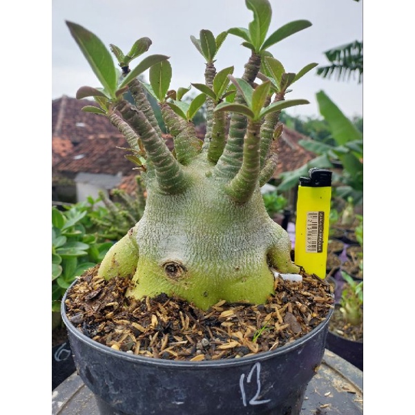 Adenium Karakter ID GODJI x Emerald Tank (indukan)