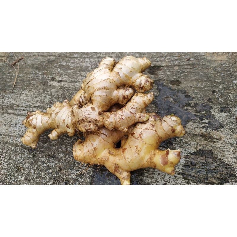 

jahe gajah segar 1kg
