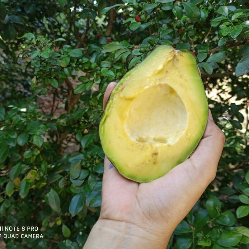 

ALPUKAT MENTEGA REGULER MURAH BERGARANSI 1KG ISI 4 BUAH