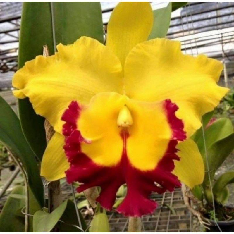 Pohon Anggrek Cattleya Bunga Kuning Dewasa Siap Spike