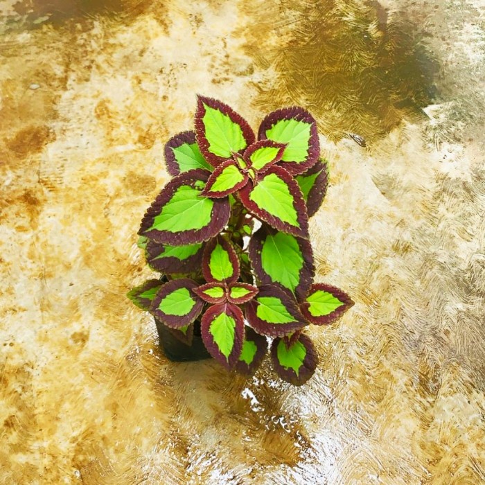 Tanaman hias Miana bolu pandan - miana bolu pandan cantik - menyana