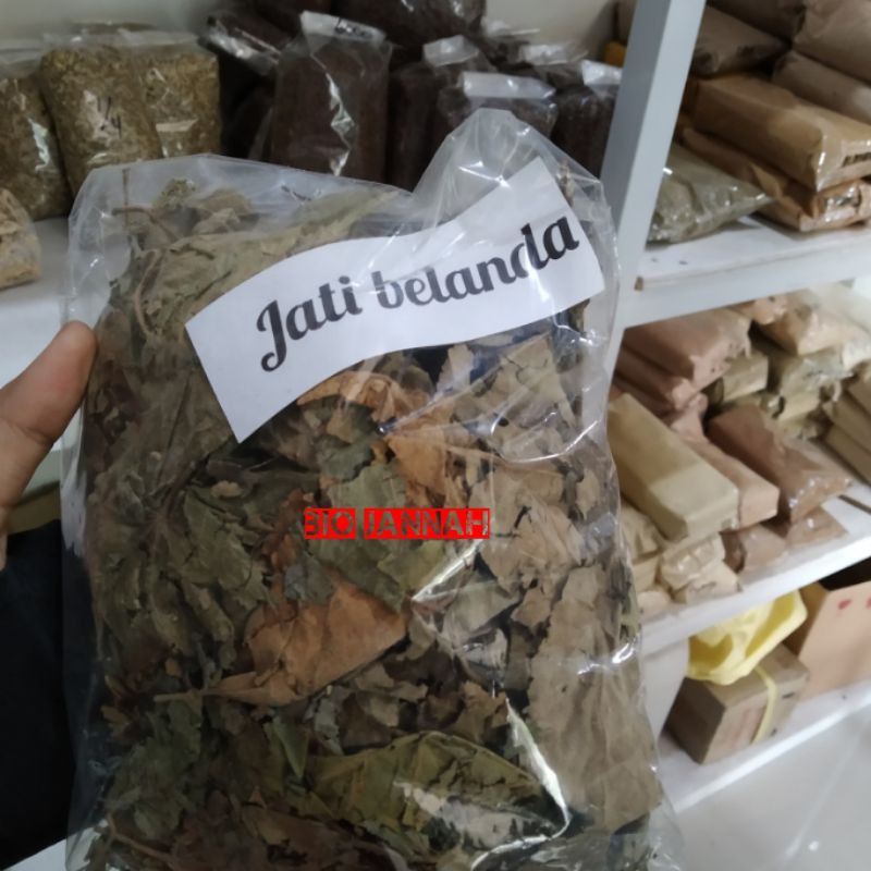 daun jati belanda kering