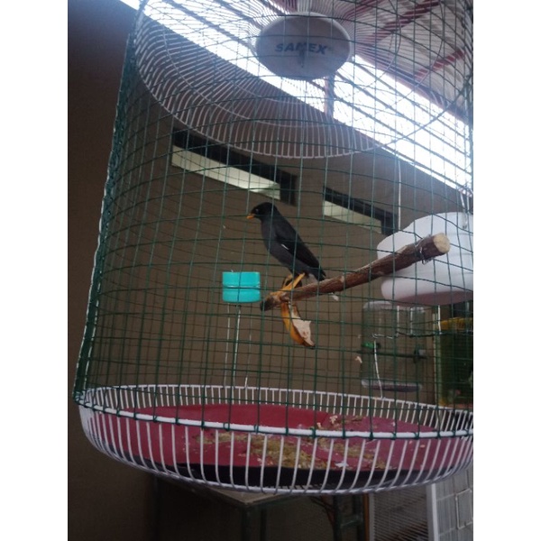 jalak kebo mata semi gacor jantan