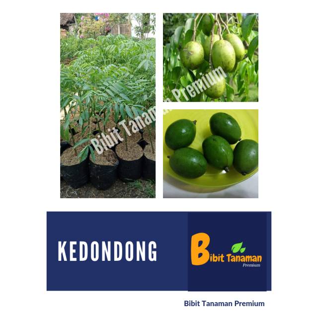 BIBIT KEDONDONG (BIBIT TANAMAN PREMIUM)