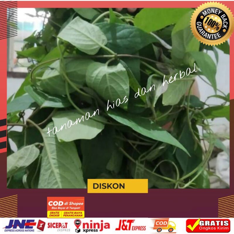 

aun Kentut Daun Kahitutan Daun Sembukan Simbukan Segar Fres Per1kg Terlaris