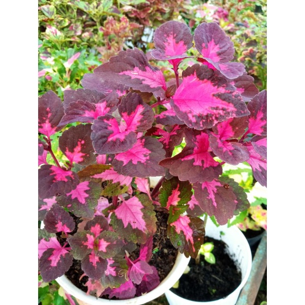 TANAMAN HIAS MIANA BERAKAR MIANA CINTA SEGI TIGA MURAH MIANA LANGKA MURAH MIANA PREMIUM BERAKAR DAN 