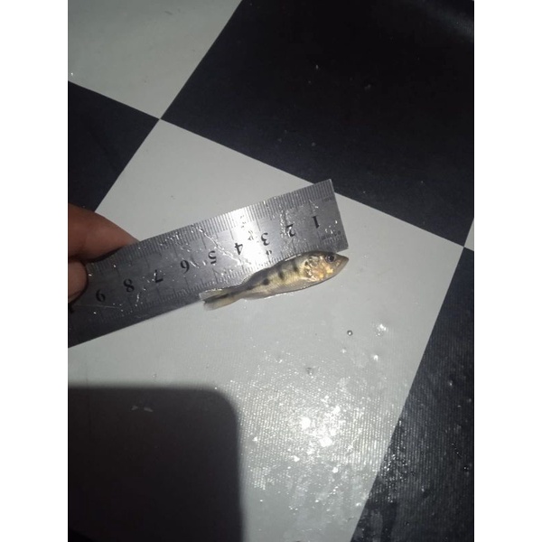 Ikan Pbass Mono Ukuran 5-6 CM