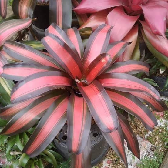 tanaman bromelia merah mini