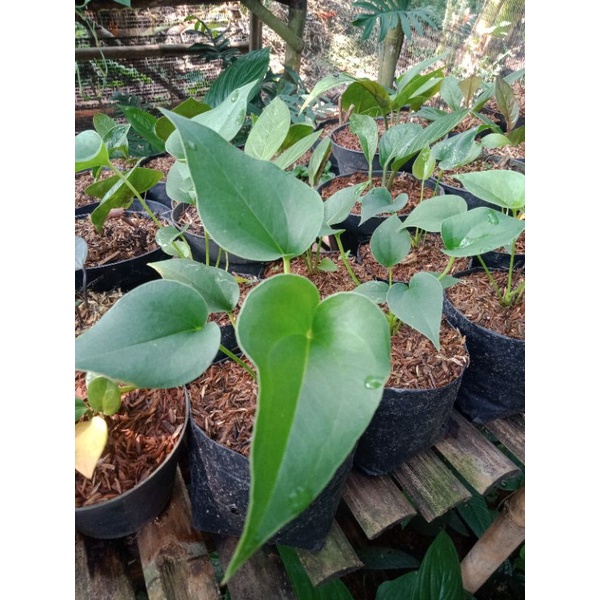 Tanaman Anturium Corong - tanaman hias - anturium Corong