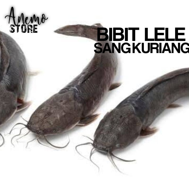 Bibit Ikan Lele minimal 1000e /Benih Lele/ Benih Ikan Lele/ Benih Lele Murah