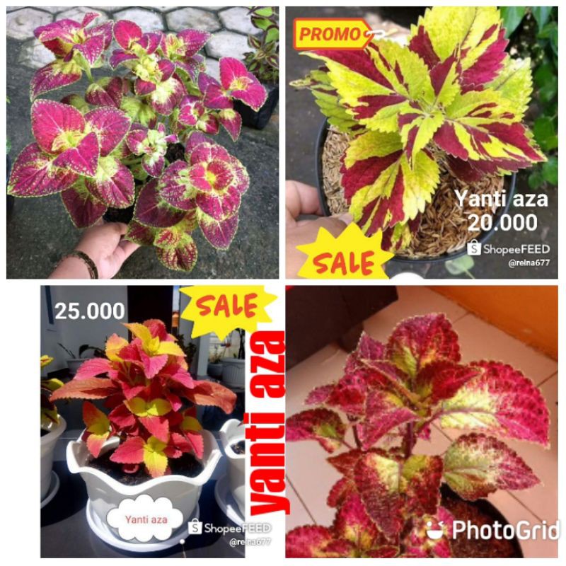 Paket Miana premium berakar