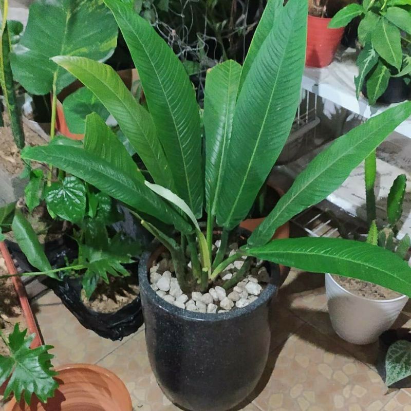 tanaman philodendron lynette ukuran dewasa - tanaman philo linet - tanaman indoor