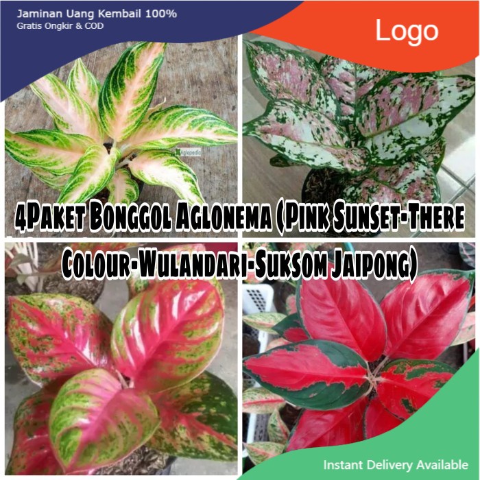 HOT Promo Murah 4Paket Bonggol Aglonema|Paket 4Bonggolan Aglonema
