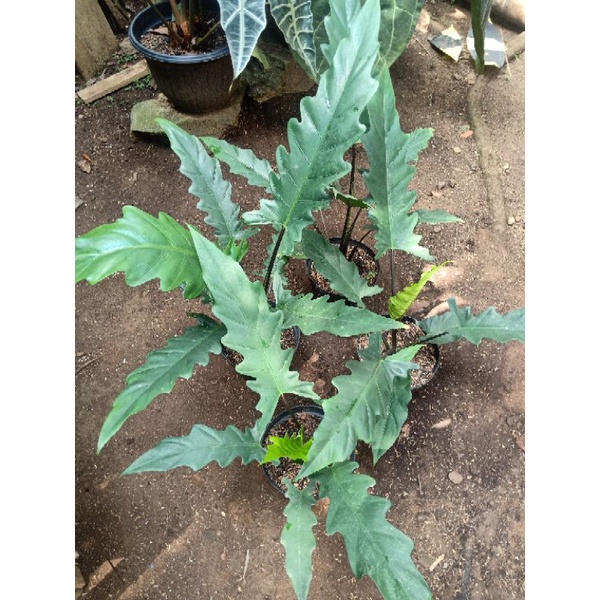 Alocasia Keris Papua