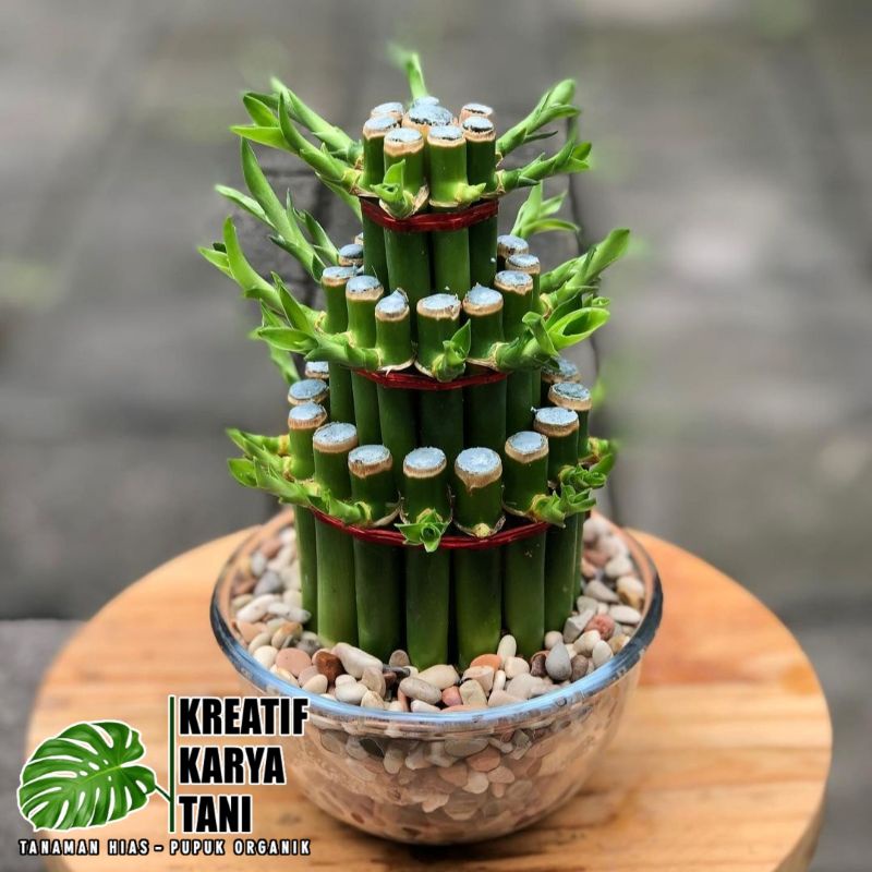 Tanaman hias bambu hoki susun - Tanaman bambu hoki bisa hidup di air