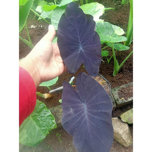 colocasia hybrid(real pict)