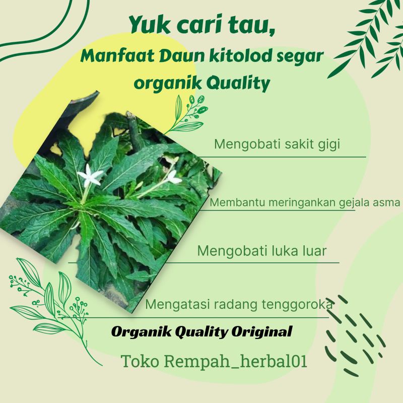 

Daun kitolad segar organik Quality original 1kg