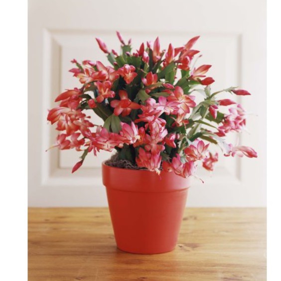 Tanaman Hias hidup wijaya kusuma bunga merah- Epiphyllum Pohon Taneman Luar Ruangan-kembang hidup as