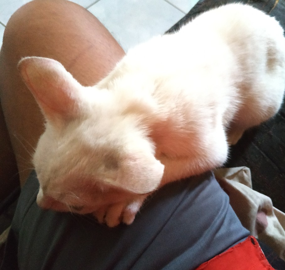 Pipe Cleaner 10 Meter Drain Pembersih Saluran Pipa Mampet Sellery