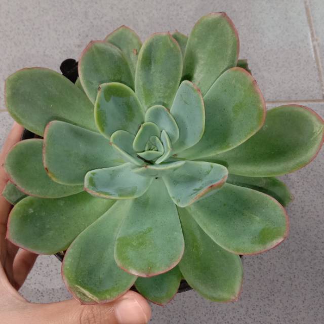 Sukulen besar/ jumbo uk pot 15 cm