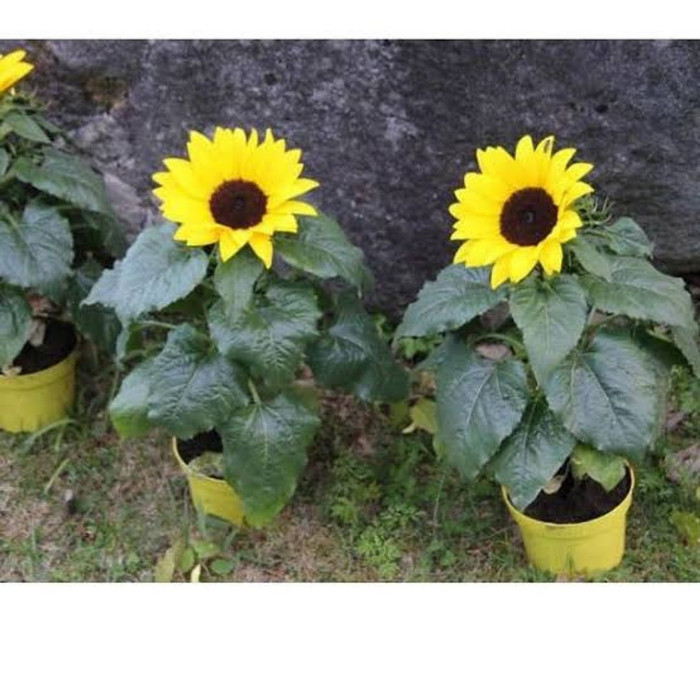 bibit tanaman bunga matahari besar - bibit bunga matahari
