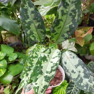 Biji aglonema  pictum  tricolor bicolor aglaonema  harga  