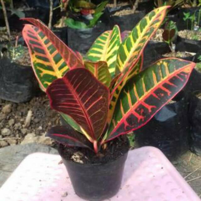 Tanaman Puring Proton