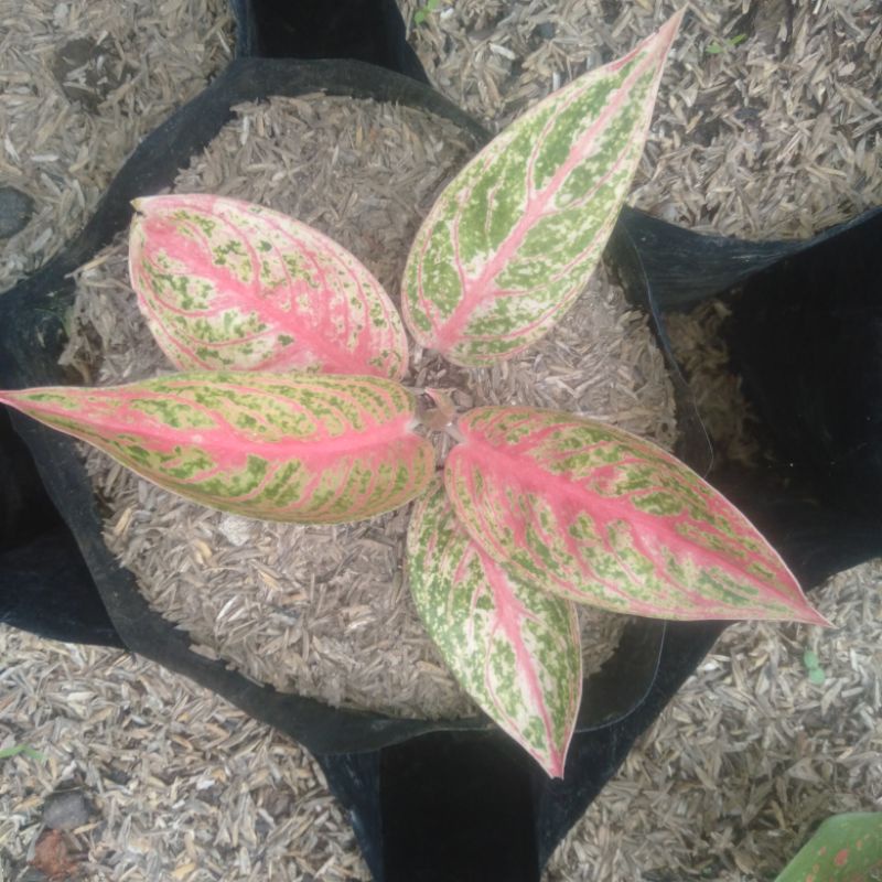 aglaonema red legacy