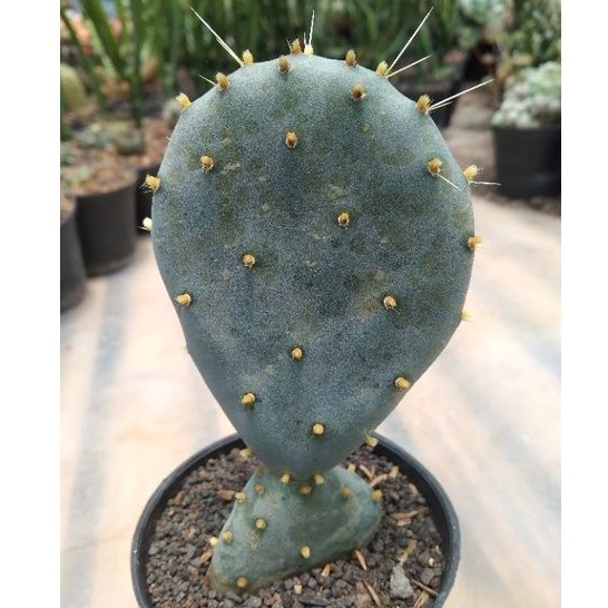 kaktus sukulen// opuntia robusta blue