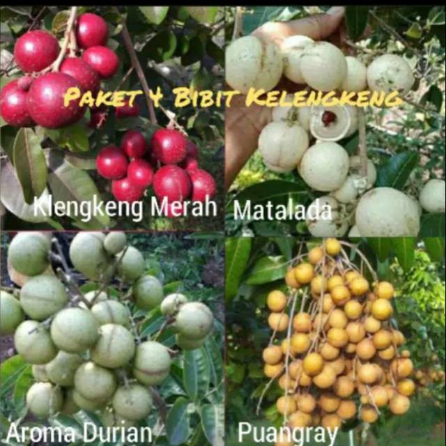 Paket hemat bibit kelengkeng isi 4 bibit  Terlaris