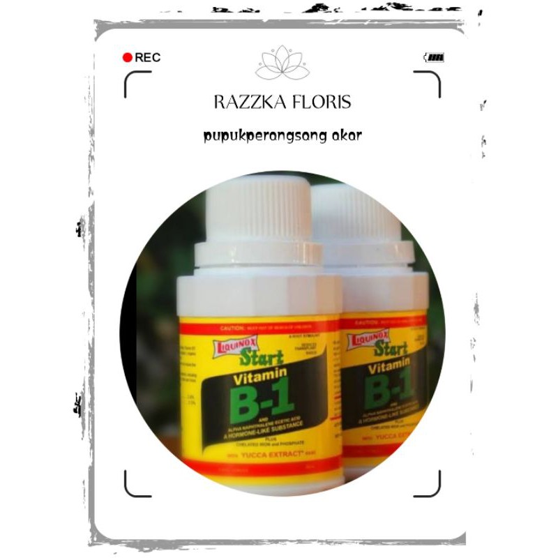 pupuk perangsang akar tanaman hias