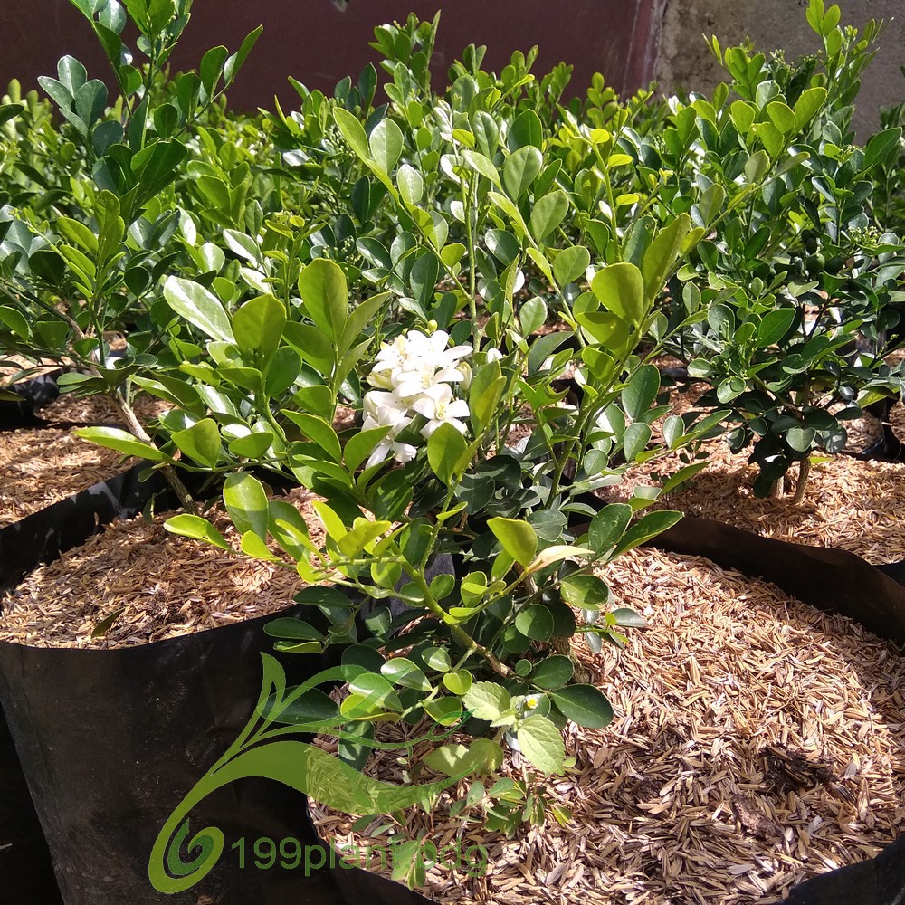 Tanaman hias kemuning bunga wangi - murayya paniculata - tanaman bahan bonsai kemuning