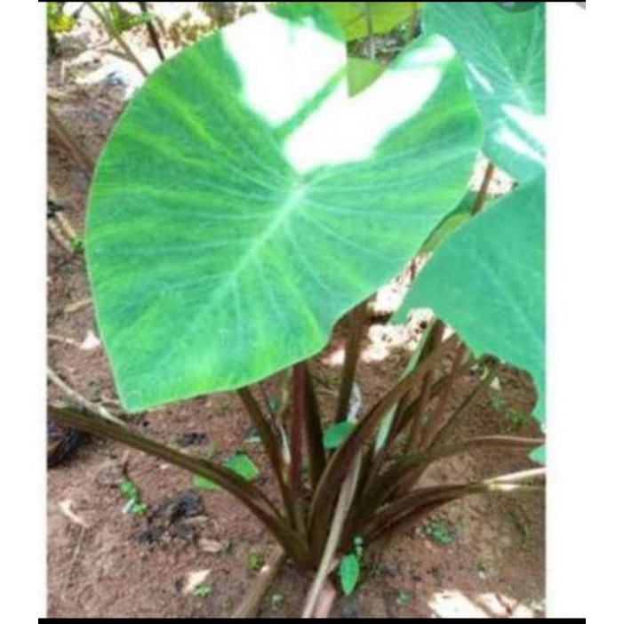 

Umbi Talas Kimpul Lompong 1 kg