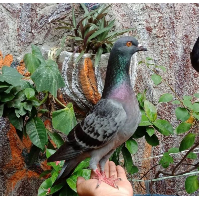 Burung Dara - Burung Merpati Hidup Jantan Dewasa Super Top Grade - Beli 2 Ekor Free Jagung Kristal