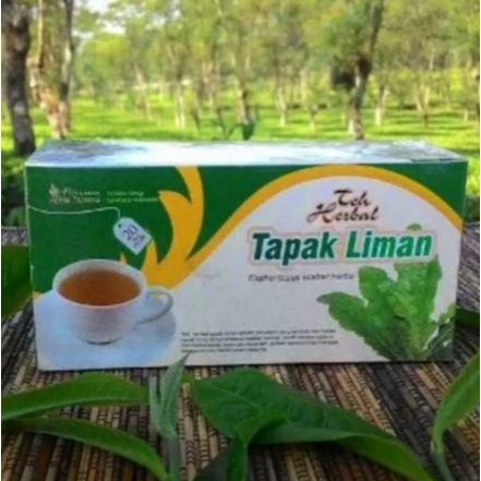 Obat herbal khasiat ampuh mengobati anti radang fungsi hati dan ginjal dengan teh tapak liman alami asli 100% herbal