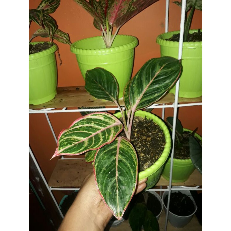 Aglonema Red Emerald Dragon