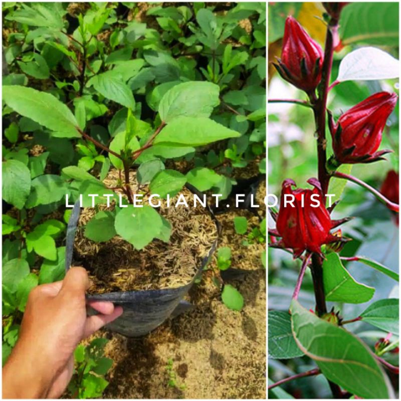 Tanaman Bibit Bunga Rosella (Teh Rosella)