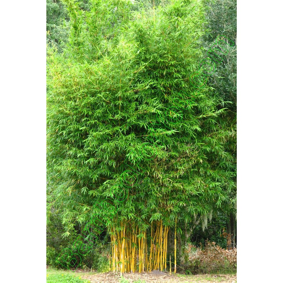 Jual Bibit bambu china gold / Bambusa eutuldoides 'Viridivittata