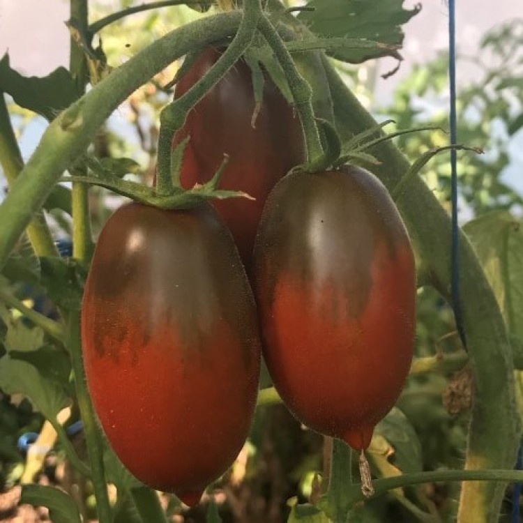 Benih Bibit Biji - Tomat Black Icicle Tomato Seeds