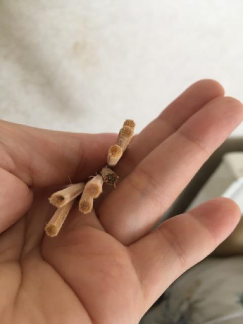 Succa Reed Replacement Diffuser / Stick Diffuser / Stik Diffuser