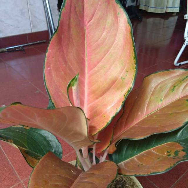 Tanaman hias Aglonema Kocin Tembaga - aglonema kocin tembaga