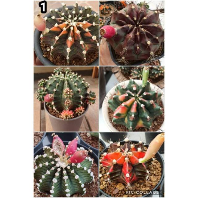 Paket 10 Biji Benih Kaktus Gymnocalycium Mihanovichi Kaktus Gymno Import