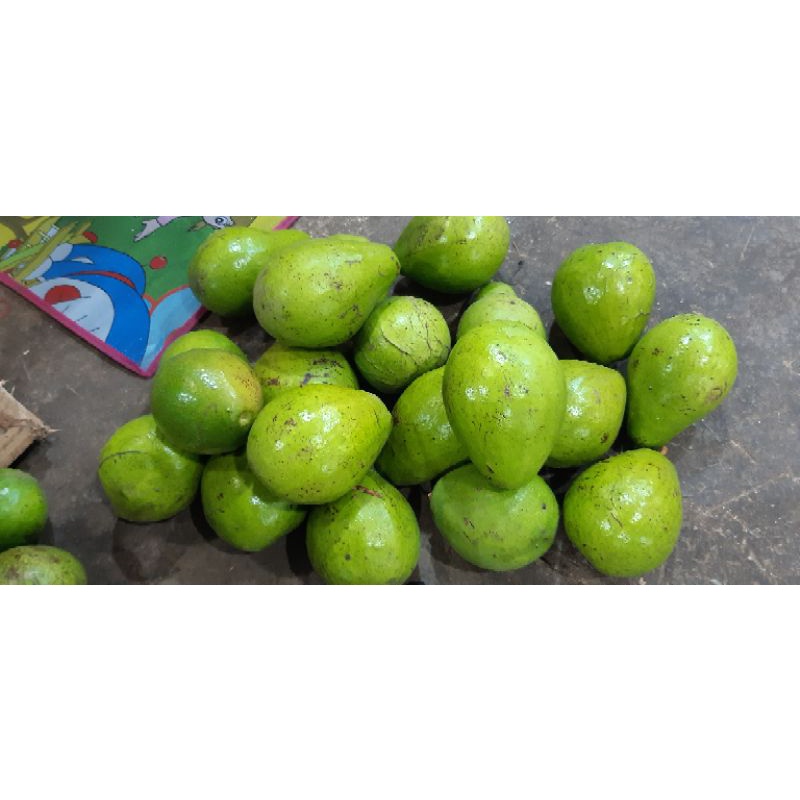 

buah alpukat mentega murah legit buah segar 1kg masak pohon