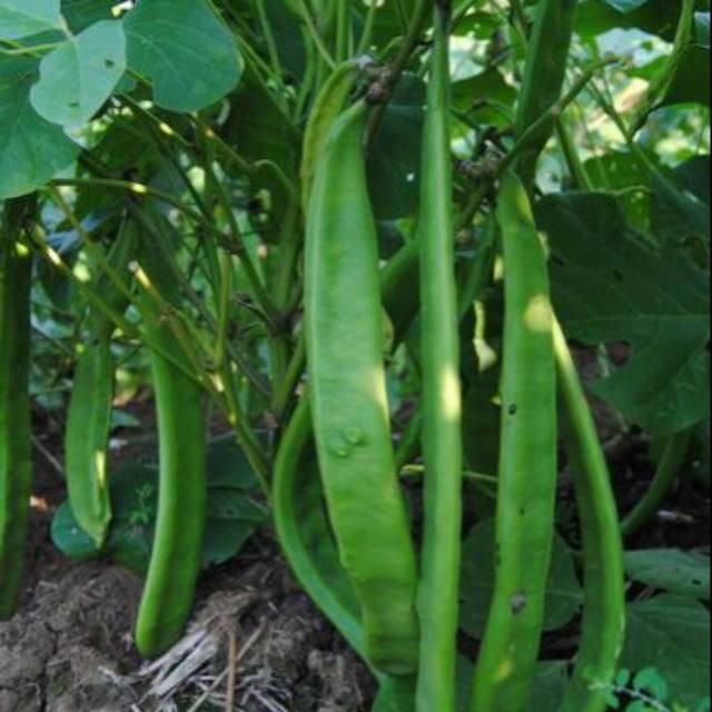 (5 Biji) Benih Koro Pedang Kacang Koro Loke Unggul