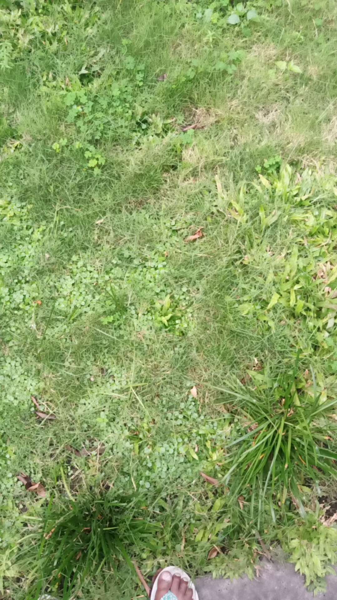 Wallpaper Dinding Borderlist Klasik Mewah Green