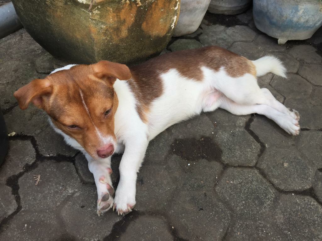 Set W-181nm No Meter High Pressure Regulator Gas Winn Gas + Selang Gas Flexy 1,8mtr