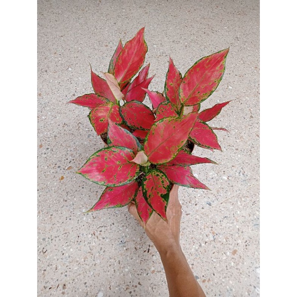 Aglonema Ruby Garuda Remaja Daun 4-5-6+